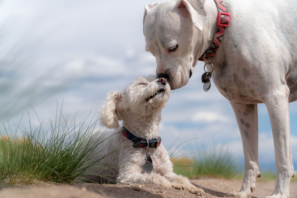 can stores deny service dogs